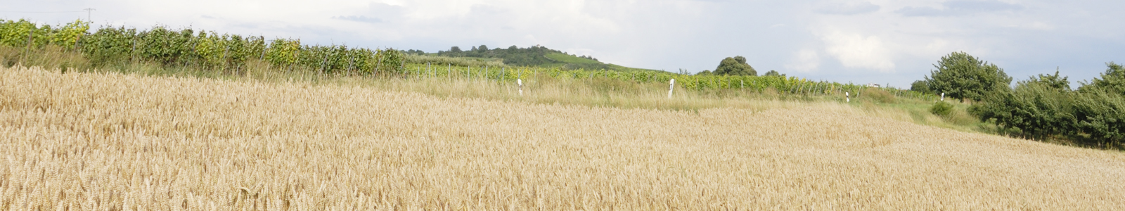 Getereidefeld mit Landschaft im Hintergrund ©Feuerbach